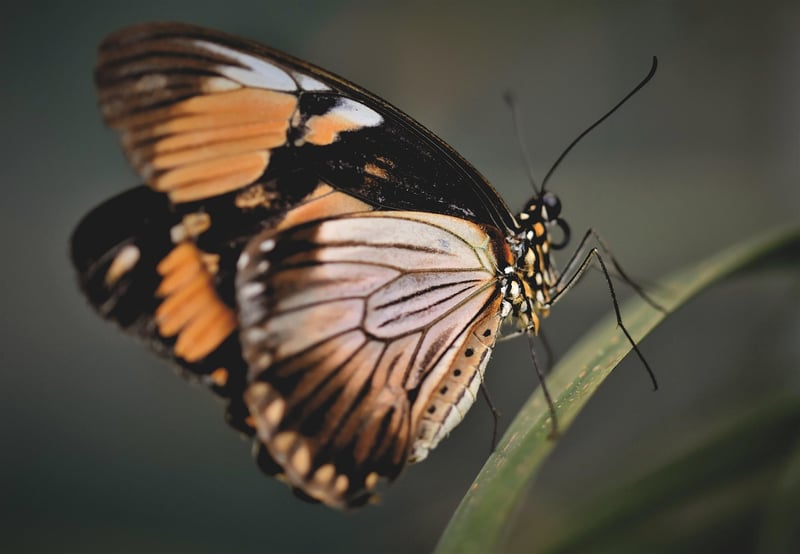 Butterfly Wings